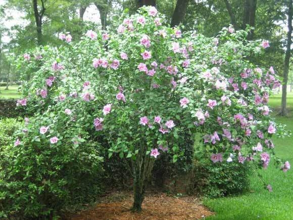 althea tree in bloom